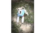 Adopt Charlie a Tricolor (Tan/Brown & Black & White) Fox Terrier (Wirehaired) /