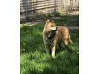 Adopt Bailey a Tan/Yellow/Fawn - with White Chow Chow / Husky / Mixed dog in