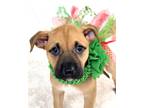 Adopt Camill a Tan/Yellow/Fawn Black Mouth Cur / Mixed dog in Picayune