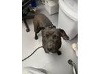 Adopt Gilbert a Black Mixed Breed (Medium) / Mixed dog in Greenwood