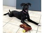Adopt Virginia a Labrador Retriever / Rat Terrier / Mixed dog in Williamstown
