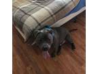 Adopt Jax a Gray/Blue/Silver/Salt & Pepper American Pit Bull Terrier / Mixed dog