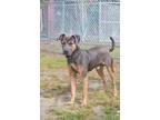 Adopt Romeo a Black - with Tan, Yellow or Fawn Shepherd (Unknown Type) / Terrier
