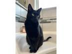 Adopt Zebbie a All Black Bombay / Mixed (short coat) cat in Katy, TX (41308538)