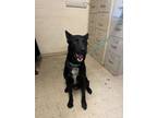 Adopt Blackie a Black - with White Shepherd (Unknown Type) / Mixed dog in La