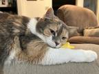 Adopt Luna a Calico or Dilute Calico Calico / Mixed (medium coat) cat in