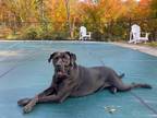 Adopt Fiona a Black Mastiff / Labrador Retriever / Mixed dog in Lancaster