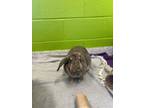 Adopt Steamwhistle a Lop, Holland / Mixed rabbit in Stouffville, ON (41188992)