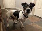 Adopt Mako a White - with Black Jack Russell Terrier / Mixed dog in Round Rock