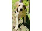 Adopt La La a White - with Brown or Chocolate Hound (Unknown Type) / Mixed dog
