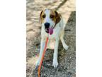 Adopt Dipsy a White - with Brown or Chocolate Hound (Unknown Type) / Mixed dog