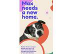 Adopt Max a Black - with White Boston Terrier / Jack Russell Terrier / Mixed dog