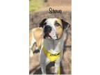 Adopt Steve a White Mixed Breed (Small) / Mixed Breed (Medium) / Mixed (short