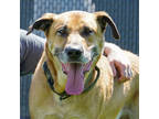Adopt Walter P. Vogelsburg a Brown/Chocolate Shepherd (Unknown Type) / Mixed dog