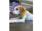 Adopt Daniels a White Mixed Breed (Medium) / Mixed dog in Georgetown
