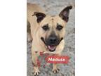 Adopt Medusa a Tan/Yellow/Fawn Mixed Breed (Large) / Mixed dog in Georgetown
