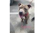 Adopt Sabrina a Brown/Chocolate Mixed Breed (Small) / Mixed Breed (Medium) /