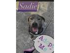 Adopt Sadie a Gray/Blue/Silver/Salt & Pepper Mixed Breed (Large) / Mixed dog in