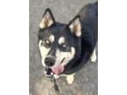 Adopt Chester a Black Husky / Mixed dog in Voorhees, NJ (40843445)