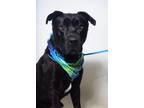 Adopt 24-173D Captain a Black Labrador Retriever / Mixed Breed (Medium) / Mixed