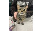 Adopt Charlie a Brown or Chocolate Domestic Shorthair / Domestic Shorthair /