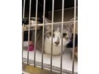 Adopt 2404-0135 Roly Poly (PetSmart) a Domestic Shorthair / Mixed cat in