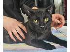 Adopt Iguana a All Black Domestic Shorthair / Domestic Shorthair / Mixed cat in
