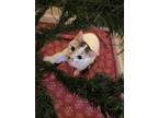 Adopt Poké a Calico or Dilute Calico Domestic Shorthair / Mixed (short coat)