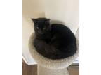 Adopt Ash a Black (Mostly) Domestic Mediumhair / Mixed (medium coat) cat in Long