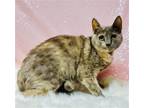 Adopt Annie Oatmeal a Gray or Blue Domestic Shorthair / Mixed (short coat) cat