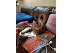 Adopt Stubby a Brown or Chocolate (Mostly) Abyssinian / Mixed (long coat) cat in