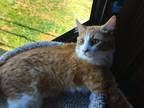 Adopt Garfield a Orange or Red Tabby Tabby / Mixed (long coat) cat in Honea