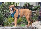 Adopt Whiskey a Brown/Chocolate - with White Australian Cattle Dog / Hound