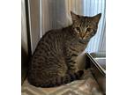 Adopt Saki a Domestic Shorthair / Mixed cat in Covington, GA (41308137)
