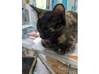 Adopt Claudia a Tortoiseshell Domestic Shorthair (short coat) cat in Fork Union
