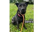 Adopt Gamora a Black Shar Pei / Mixed dog in Oak Ridge, TN (39150791)