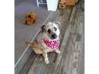 Adopt Abby a Tan/Yellow/Fawn - with Black Terrier (Unknown Type