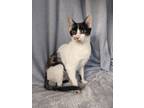 Adopt Lily a White Domestic Shorthair / Domestic Shorthair / Mixed (short coat)