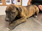Adopt 55794292 a Brindle Mountain Cur / Mixed dog in Los Lunas, NM (41308011)