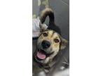 Adopt KODAX a Tan/Yellow/Fawn Shepherd (Unknown Type) / Mixed dog in Los Lunas