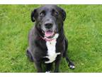 Adopt ziti a Black - with White Labrador Retriever / Mixed dog in Battle Creek