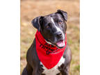 Adopt Amazing Grace a Black American Pit Bull Terrier / Mixed dog in Fishers