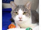 Adopt Richard a Gray or Blue Domestic Shorthair / Domestic Shorthair / Mixed cat