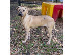 Adopt Dahlia a Tan/Yellow/Fawn Labrador Retriever / Black Mouth Cur / Mixed dog