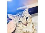 Adopt Perry (FIV+) a Brown Tabby Domestic Shorthair / Mixed Breed (Medium) /