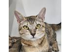 Adopt Honey a Brown or Chocolate (Mostly) Domestic Shorthair cat in Alvin