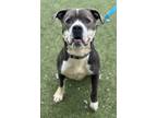 Adopt Angie a Gray/Blue/Silver/Salt & Pepper American Pit Bull Terrier / English