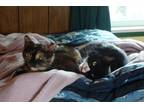 Adopt Pebbles and Bam-Bam a Tortoiseshell Domestic Shorthair / Mixed (short