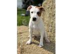 Adopt Chess a White - with Red, Golden, Orange or Chestnut Australian Cattle Dog
