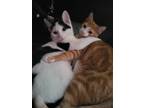 Adopt Orange chicken and Chow a Orange or Red (Mostly) Domestic Shorthair /